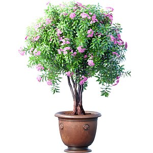 Evergreen lilac flowering shrub Oleander an ornamental tree in a classic pot Outdoor plant