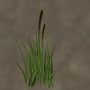 V12Cattails
