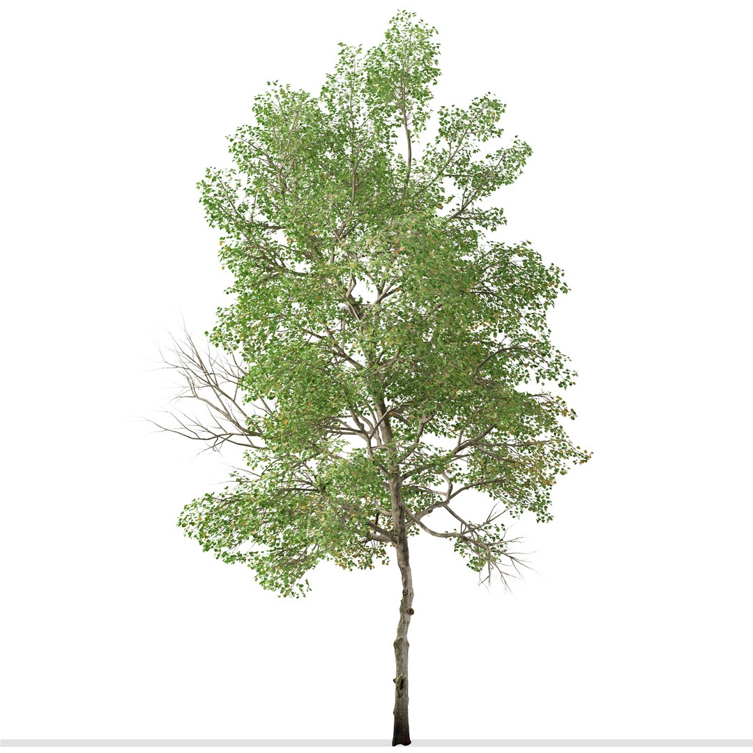 Set of Populus tremula or Eurasian aspen Trees 3D model - TurboSquid ...