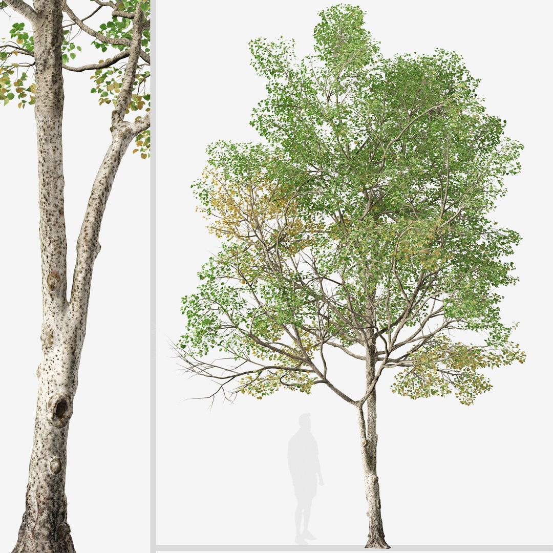 Set of Populus tremula or Eurasian aspen Trees 3D model - TurboSquid ...