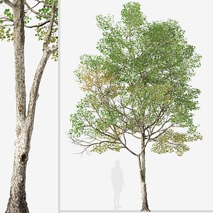Set of Populus tremula or Eurasian aspen Trees 3D model