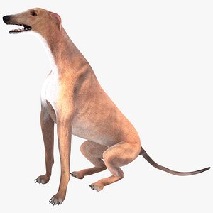 australian greyhound pose 4 3d model