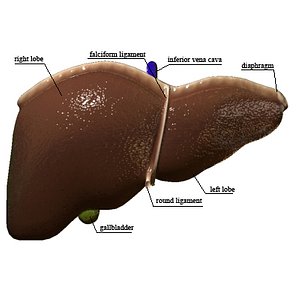 realistic liver 3ds