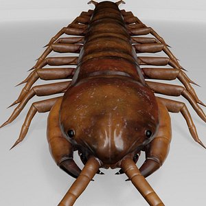 House Centipede Realistic Insect 3D