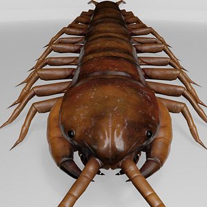 House Centipede Realistic Insect