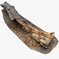Old Rotten Tree Trunk