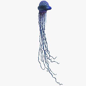 Jellyfish Portuguese Man of War