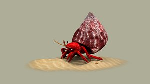 3D model Hermit Crab animal shell crustacean nature perlatus sand