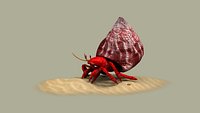 Hermit Crab animal shell crustacean nature perlatus sand