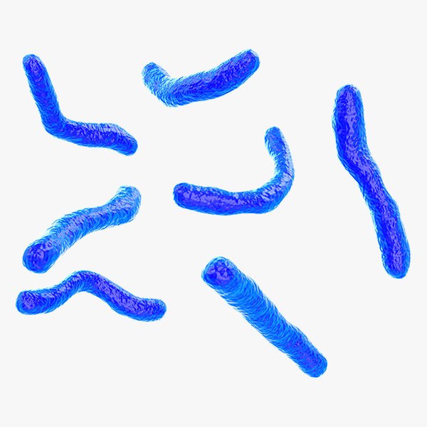 Escherichia coli 3D