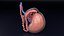 anatomía testicular histología