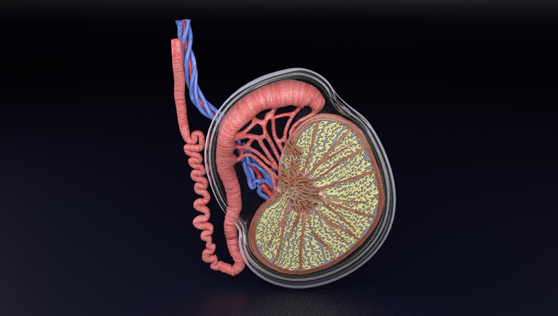 3D testis histologically model https://p.turbosquid.com/ts-thumb/P6/3TCJDI/BSL4yery/10/png/1564567394/1920x1080/fit_q87/b358a80c873371f1d17b431bdb430464a75a5b8a/10.jpg