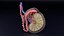 anatomía testicular histología