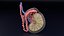 anatomía testicular histología