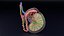 anatomía testicular histología