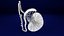 anatomía testicular histología