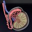 anatomía testicular histología