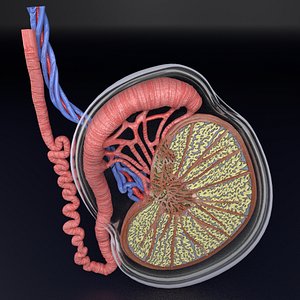testis anatomy histology