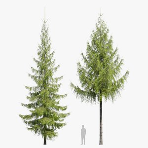 Fir tree 07