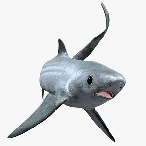 3D Thresher Shark Alopias Vulpinus