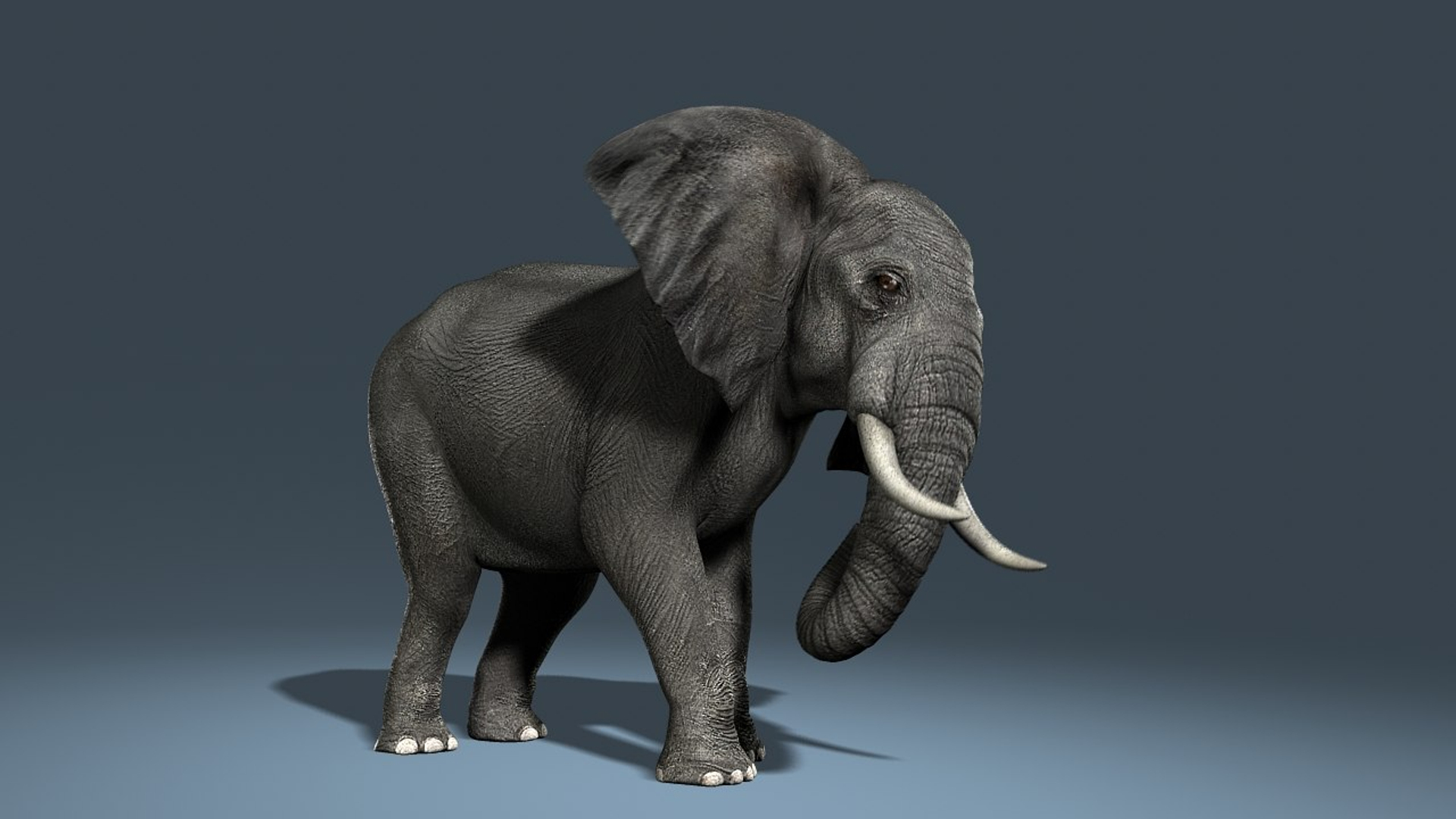 photorealistic african elephant animation ma