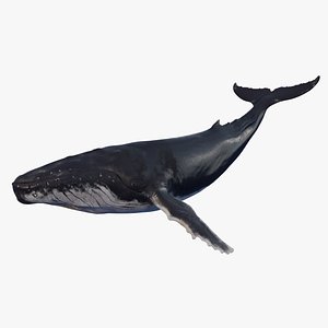 3D humpback whale
