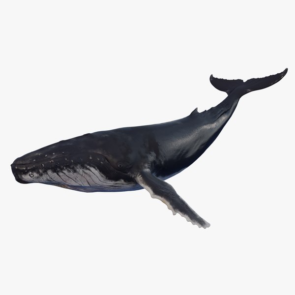 クジラ(ザトウクジラ)3Dモデル - TurboSquid 1273757 クジラ(ザトウクジラ)3Dモデル - TurboSquid 1273757