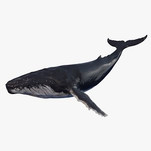 Whale (Humpback)