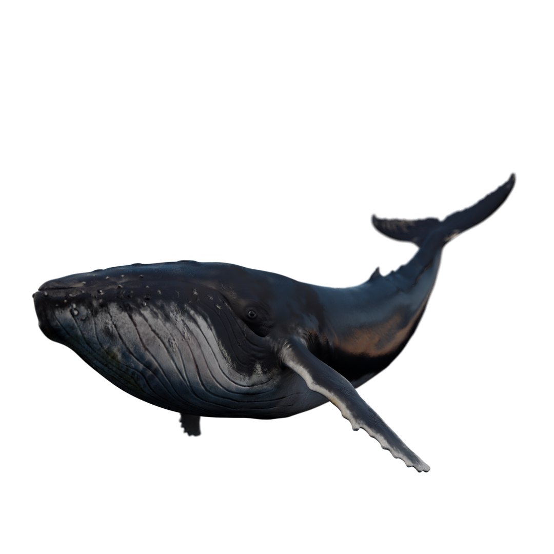 3D humpback whale - TurboSquid 1273757