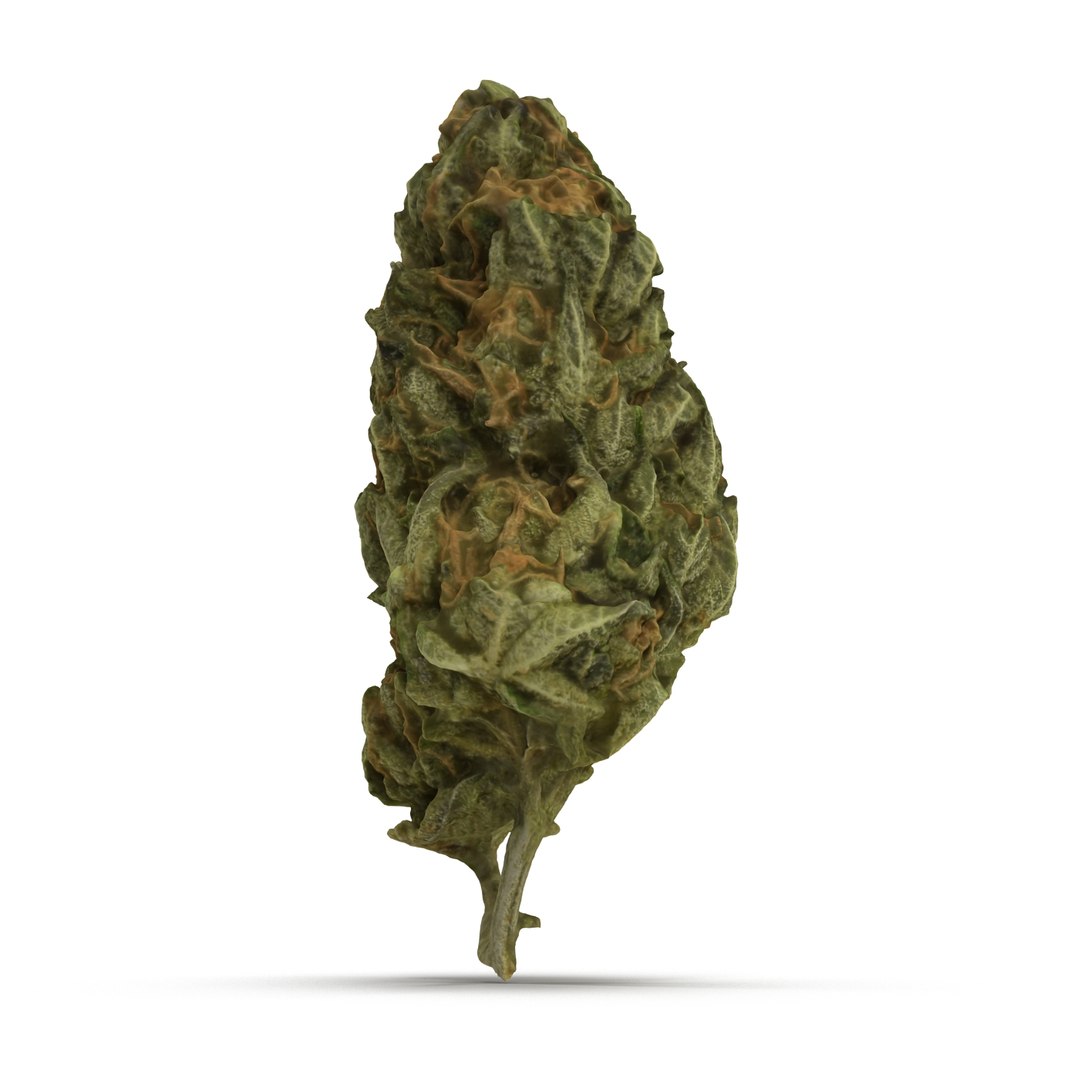 3d cannabis bud https://p.turbosquid.com/ts-thumb/P6/ksYZ84/7sZdNa3f/weed2_r0005/jpg/1444781195/1920x1080/fit_q87/6a68a746eff03307630663b043df66cb937a3ad4/weed2_r0005.jpg