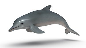 dolphins 3d obj
