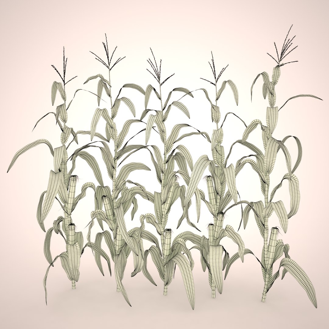 3d corn stalks model https://p.turbosquid.com/ts-thumb/P6/vgWyAy/nSla0mTb/corn_plants_set_013_wireframe_/jpg/1429879803/1920x1080/fit_q87/025517ca6ce2eb5d2398c29c2c809ba7ce9e50ae/corn_plants_set_013_wireframe_.jpg