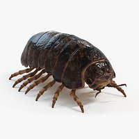 Pill Bug