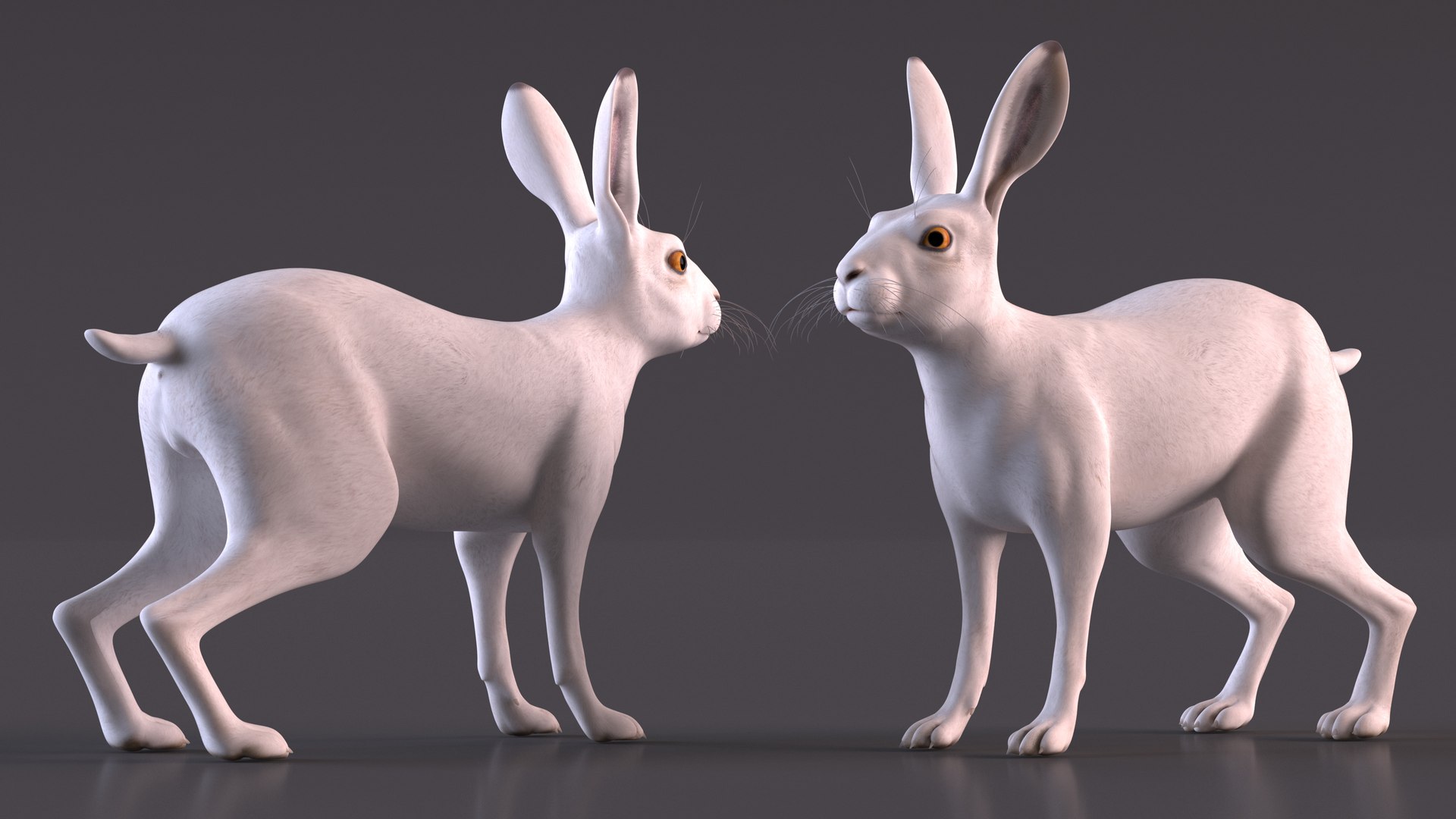 Winter Jackrabbit Rigged 3D - TurboSquid 2130161