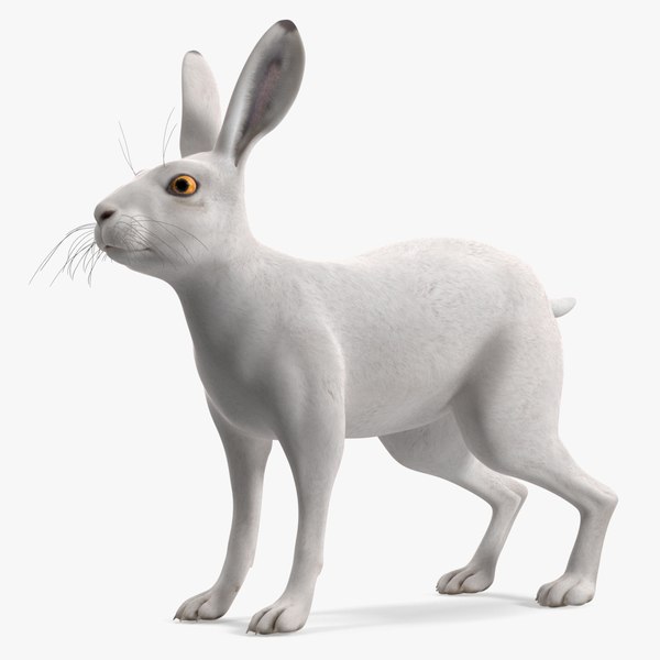 Free 3D Rabbit Models | TurboSquid