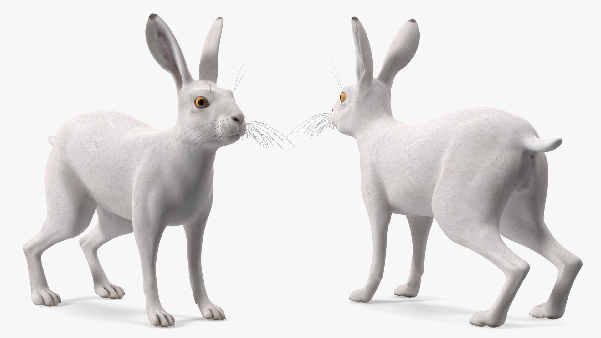 Winter Jackrabbit Rigged 3D - TurboSquid 2130161