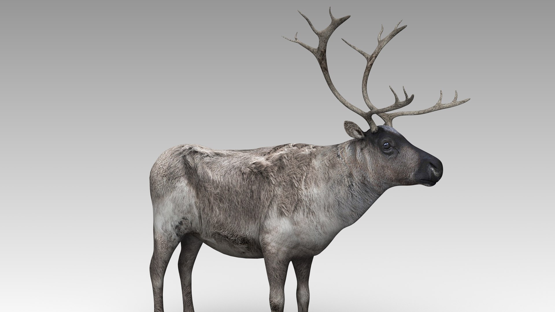 Reindeer Animal Model - TurboSquid 1630185