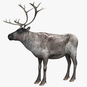 reindeer animal model