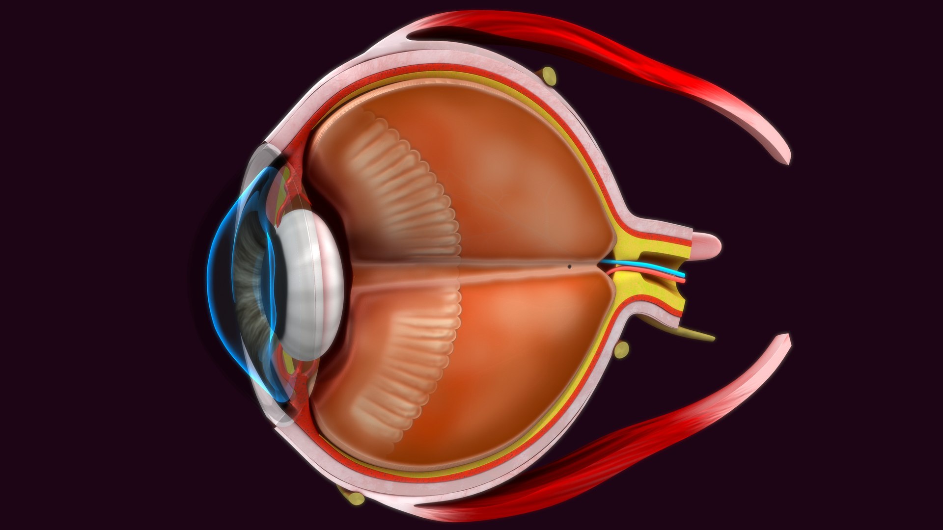 Eye Anatomy Model