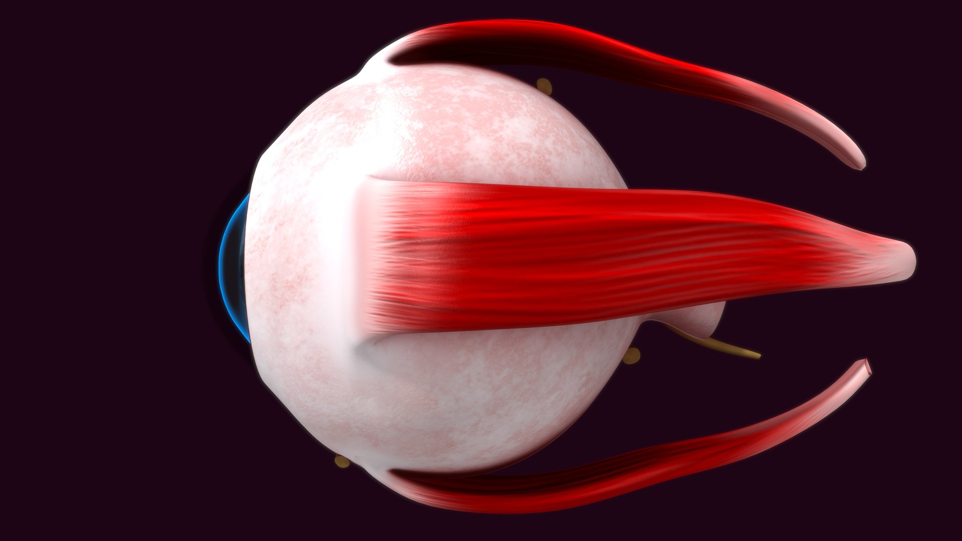 Human Eye Anatomy With Eye Layers 3D Model - TurboSquid 1861018