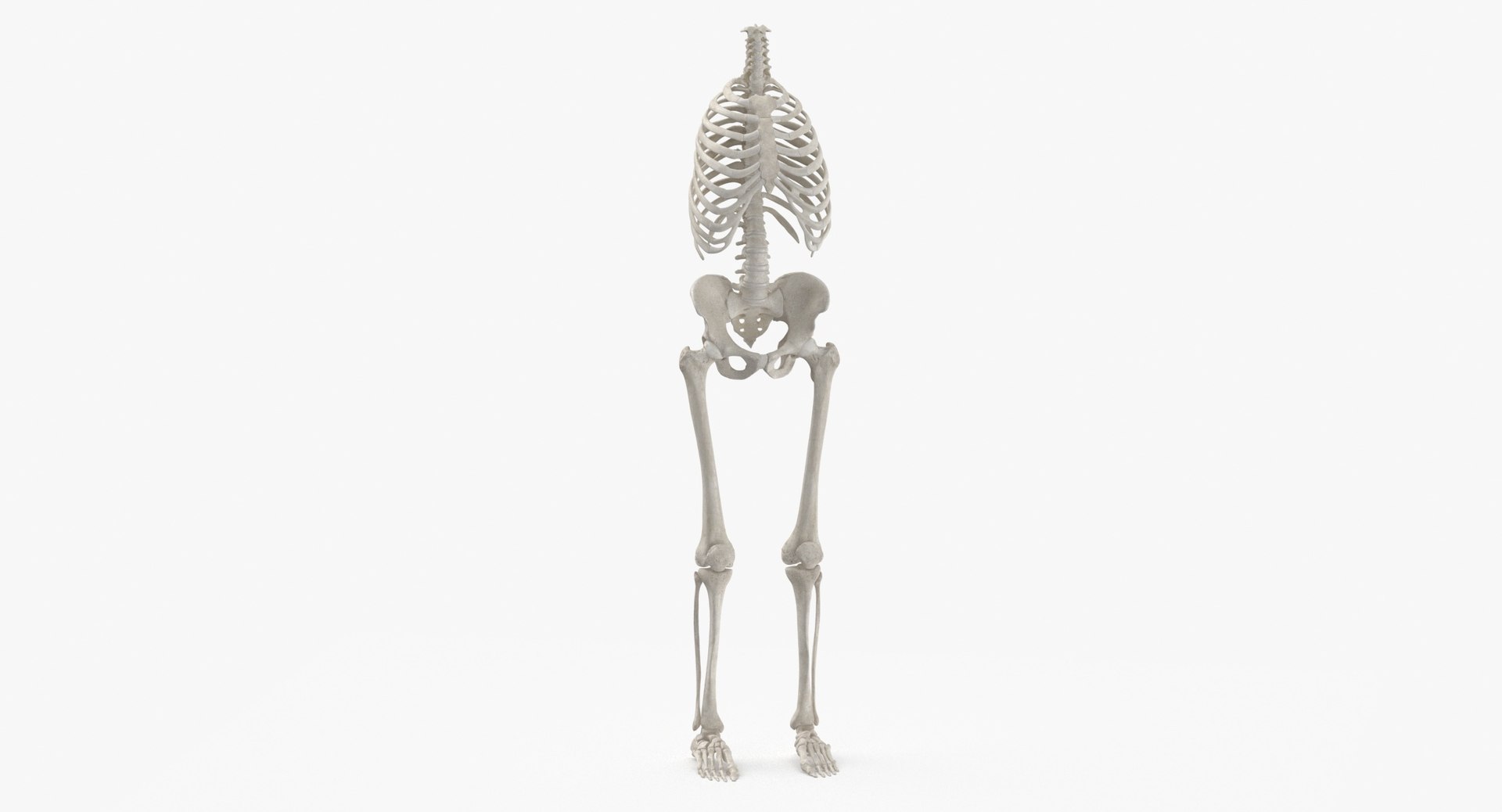 3D model human rib cage spine https://p.turbosquid.com/ts-thumb/P7/twsbOR/2H/0000/jpg/1617003793/1920x1080/turn_fit_q99/1210cac3e4bc56cf241ff0ad4b5018e19bce6629/0000-1.jpg