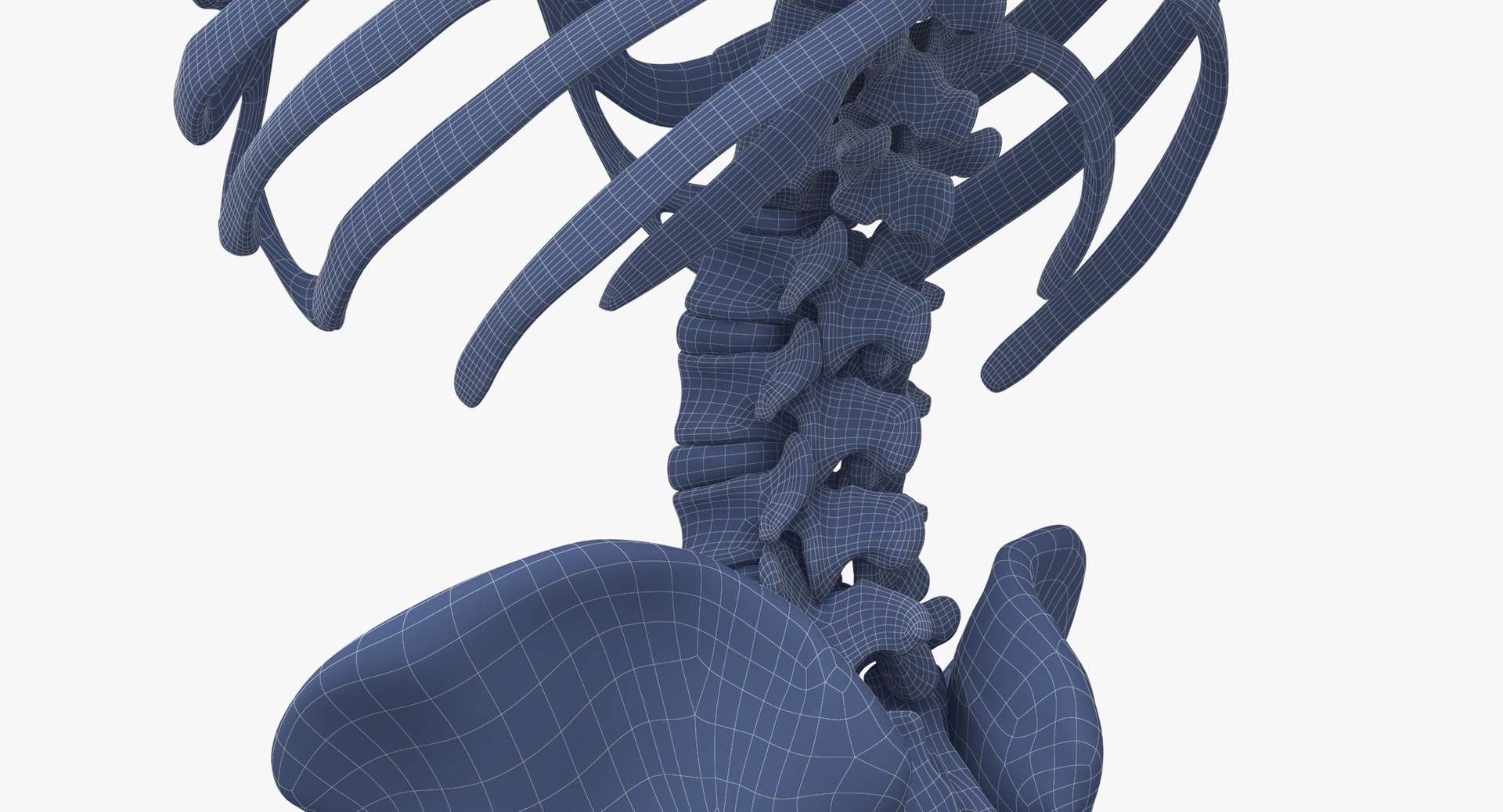 3D model human rib cage spine https://p.turbosquid.com/ts-thumb/P7/twsbOR/GE/wireframe_0007/jpg/1617004102/1920x1080/fit_q87/c98872f660f4fce24e989de6788939b188b829dc/wireframe_0007.jpg