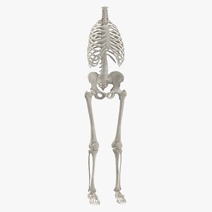 3D model human rib cage spine