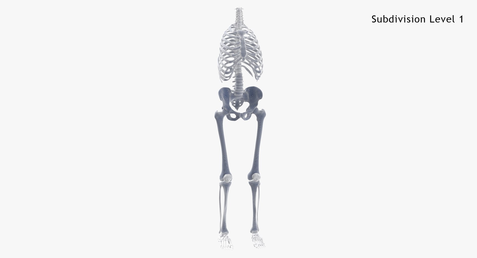 3D model human rib cage spine https://p.turbosquid.com/ts-thumb/P7/twsbOR/Kr/subdiv1/jpg/1617004138/1920x1080/fit_q87/e6a51929d1277937c7e3662ace8a8296a4329334/subdiv1.jpg