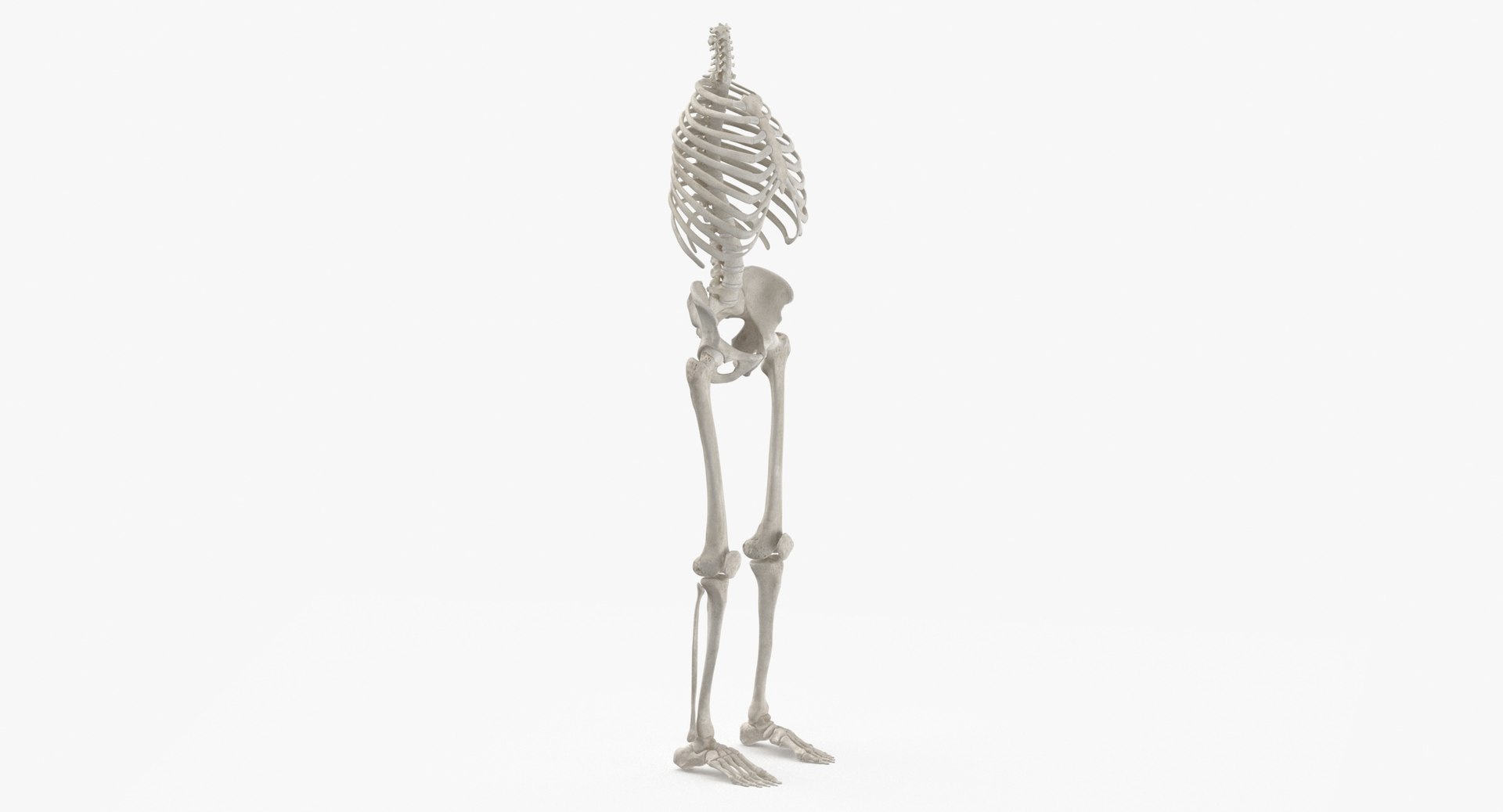 3D model human rib cage spine https://p.turbosquid.com/ts-thumb/P7/twsbOR/Sd/thumbnail_0003/jpg/1617004025/1920x1080/fit_q87/6c79683720f60d9cf74488dc3019a365b41ee7de/thumbnail_0003.jpg