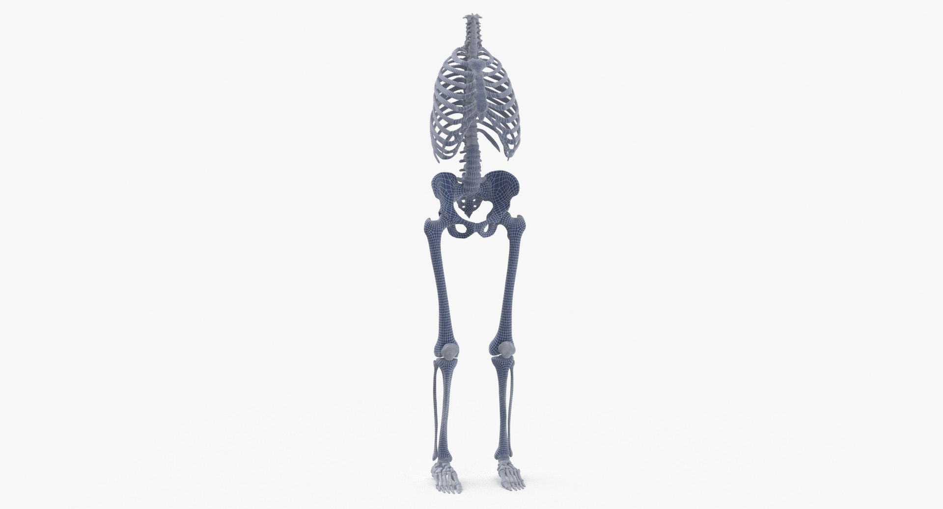 3D model human rib cage spine https://p.turbosquid.com/ts-thumb/P7/twsbOR/Sy/wireframe_0002/jpg/1617004074/1920x1080/fit_q87/d1aa3d7b26cc73c72fc5ec7ad857f8929dccf0ee/wireframe_0002.jpg