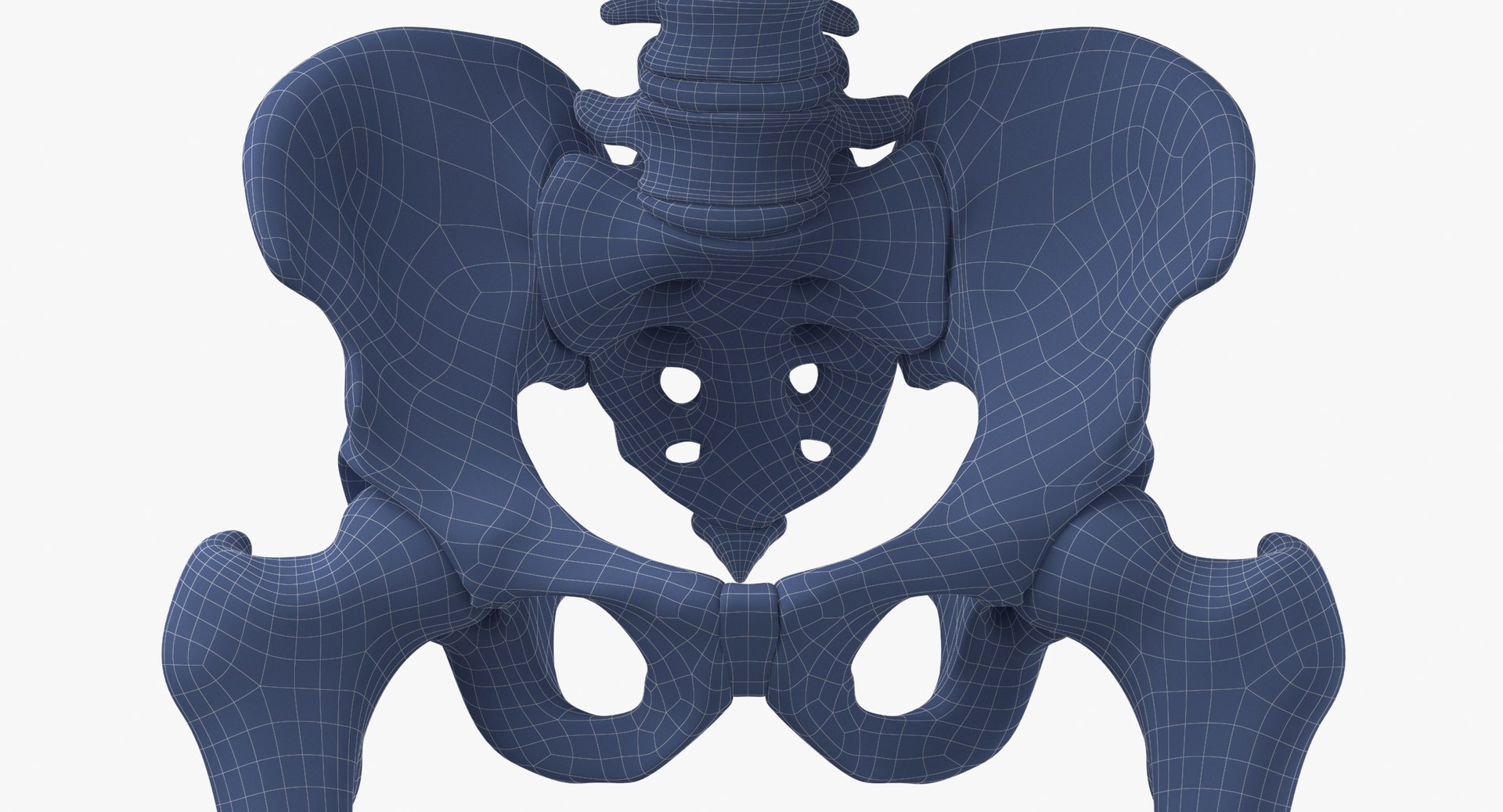 3D model human rib cage spine https://p.turbosquid.com/ts-thumb/P7/twsbOR/cp/wireframe_0008/jpg/1617004106/1920x1080/fit_q87/83c865420cdf8dca5c43bca49ddf80555e004b42/wireframe_0008.jpg