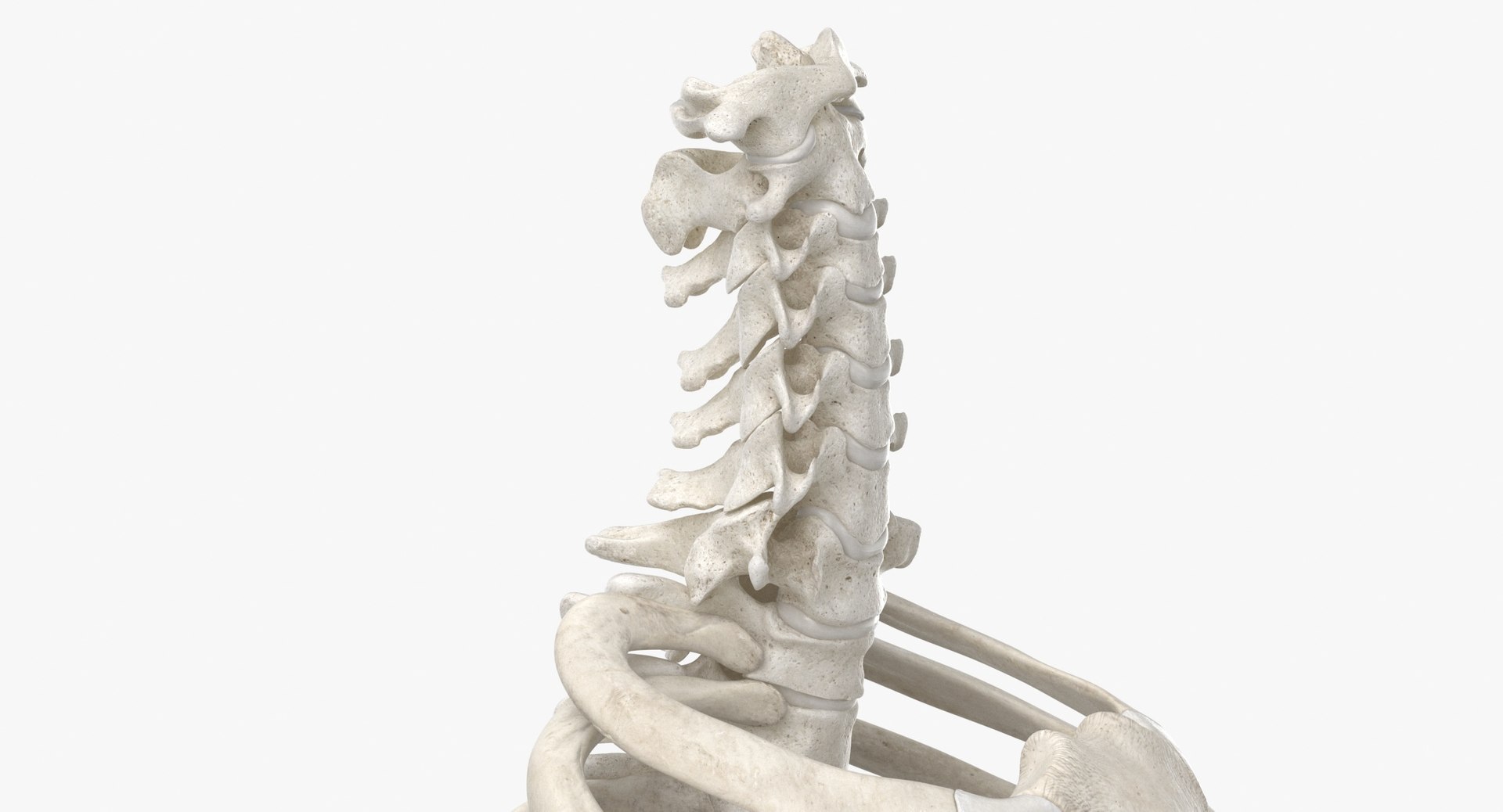 3D model human rib cage spine https://p.turbosquid.com/ts-thumb/P7/twsbOR/gK/thumbnail_0004/jpg/1617004028/1920x1080/fit_q87/a66234cd75823390000e8ab4b884b44fa2177600/thumbnail_0004.jpg