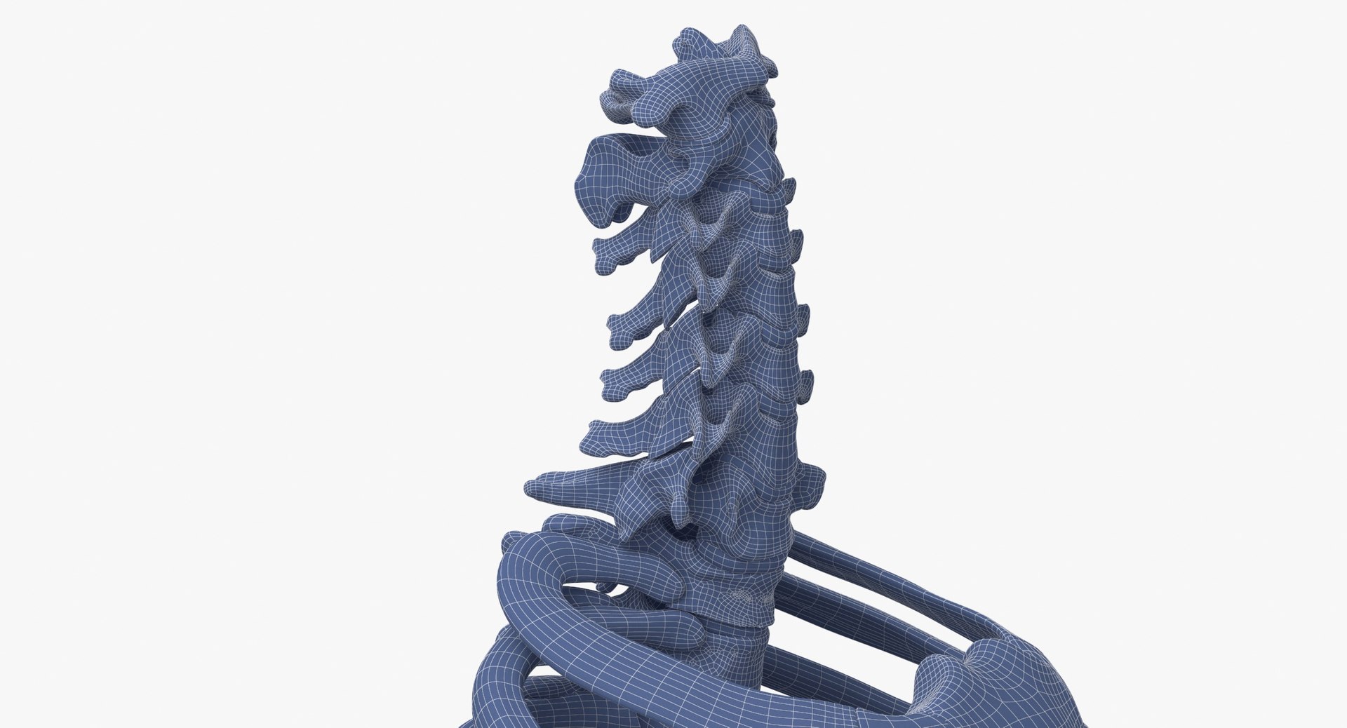 3D model human rib cage spine https://p.turbosquid.com/ts-thumb/P7/twsbOR/i6/wireframe_0004/jpg/1617004087/1920x1080/fit_q87/d7b5d1056d869e4c761d9cd376f1e58b4e41b5dd/wireframe_0004.jpg