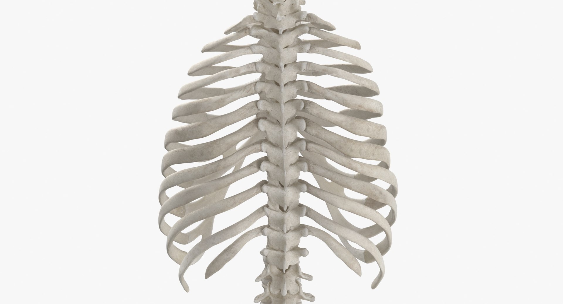 3D model human rib cage spine https://p.turbosquid.com/ts-thumb/P7/twsbOR/k4/thumbnail_0005/jpg/1617004033/1920x1080/fit_q87/fdb81c3608a7af48be6f4e8ffdb9aaf881ff73d9/thumbnail_0005.jpg